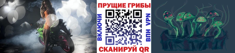 Псилоцибиновые грибы GOLDEN TEACHER  OMG ссылки  Карачаевск  купить закладку 